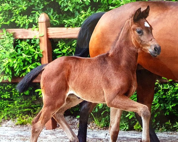 Pferd Flammara (Westfale, 2022, von Flashbang) Pferd Flammara (Westfale, 2022, von Flashbang)