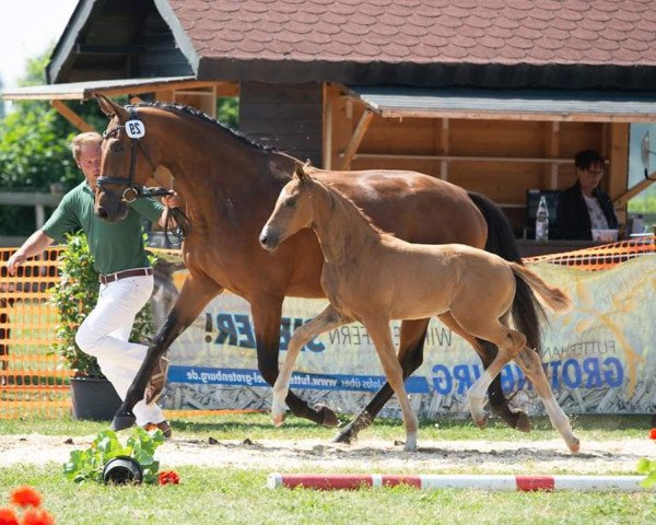 horse Sonny (Hanoverian, 2018, from Secret) horse Sonny (Hanoverian, 2018, from Secret)