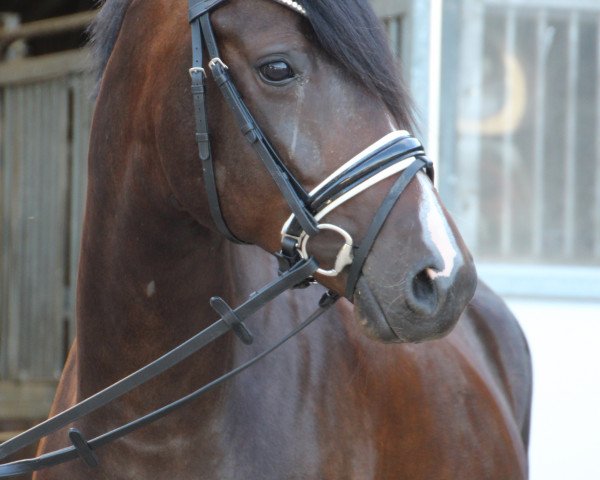 dressage horse Dario D (German Riding Pony, 2016, from D-Day AT)