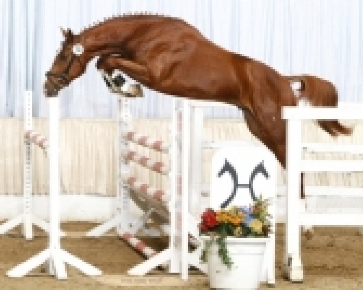 stallion Chacco Gold (Hanoverian, 2007, from Chacco-Blue)