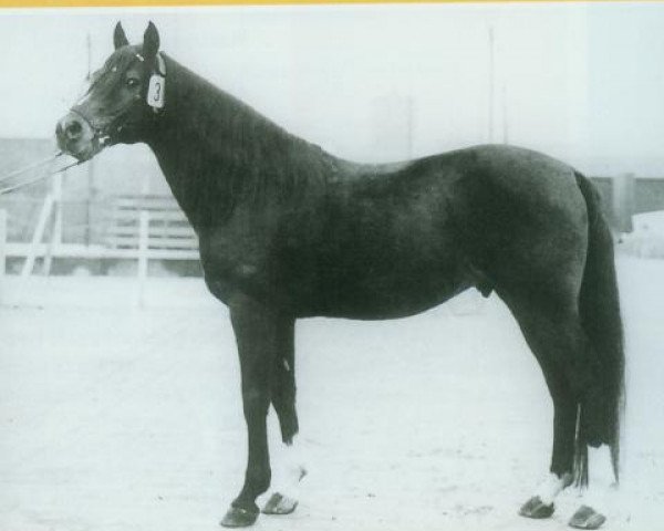stallion Nazim x (Anglo-Arabs, 1956, from Salih ox)