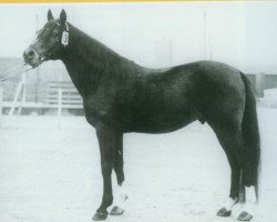 stallion Nazim x (Anglo-Arabs, 1956, from Salih ox)