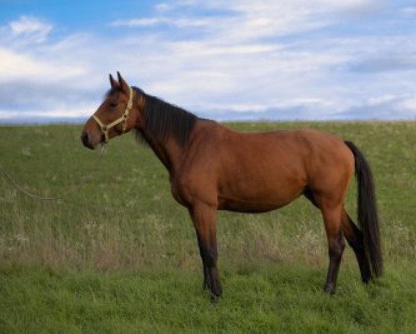 Pferd Olympria (Holsteiner, 2017, von Manchester van't Paradijs)