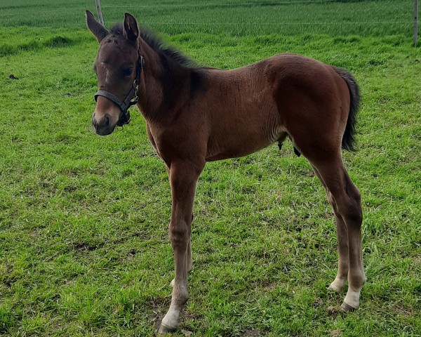 horse Raphael (Mecklenburg, 2021, from Radar Lock xx)