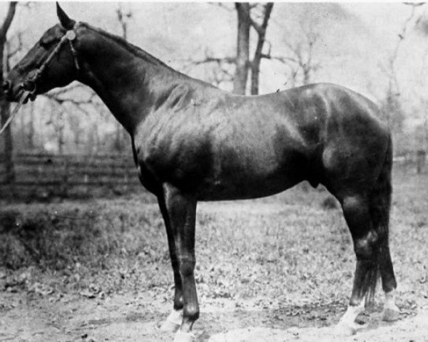 Deckhengst Commando xx (Englisches Vollblut, 1898, von Domino xx) Deckhengst Commando xx (Englisches Vollblut, 1898, von Domino xx)