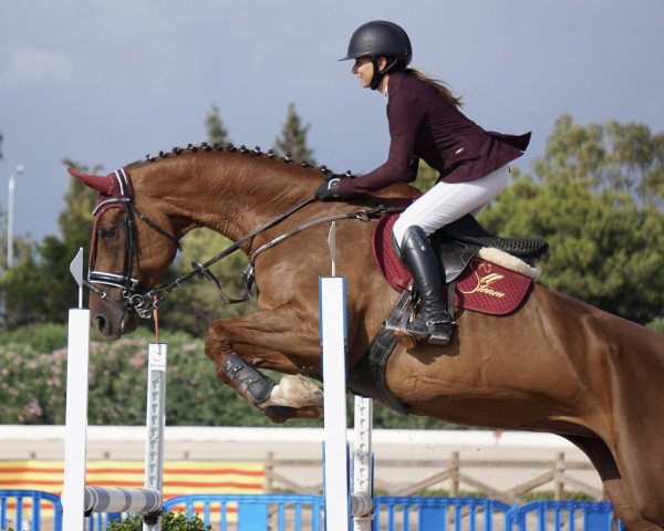 Springpferd Tambi (Schwedisches Warmblut, 2009, von Tornesch)