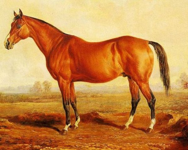 Deckhengst Lexington xx (Englisches Vollblut, 1850, von Boston xx)