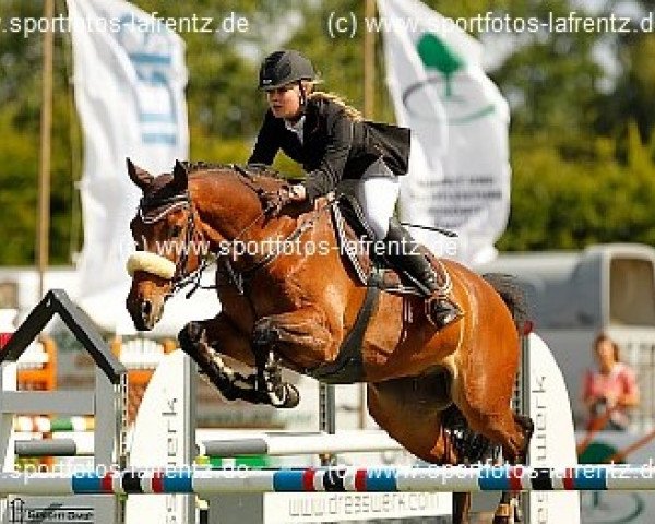 jumper Barricello 2 (Holsteiner, 2000, from Baldini I) jumper Barricello 2 (Holsteiner, 2000, from Baldini I)