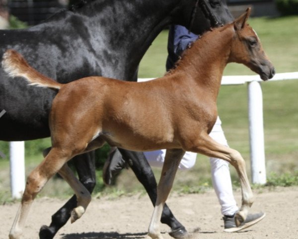 Pferd Gemma (Deutsches Reitpony, 2022, von Dating AT NRW)