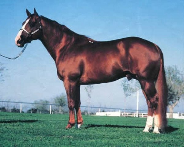 stallion Peppy San Badger (Quarter Horse, 1974, from Mr. San Peppy) stallion Peppy San Badger (Quarter Horse, 1974, from Mr. San Peppy)
