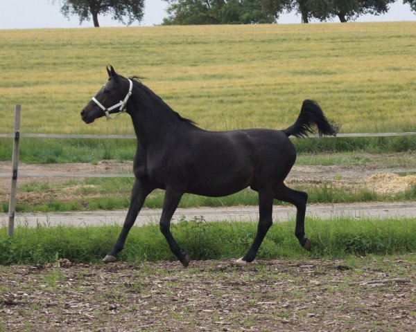 broodmare Sydney xx (Thoroughbred, 1991)