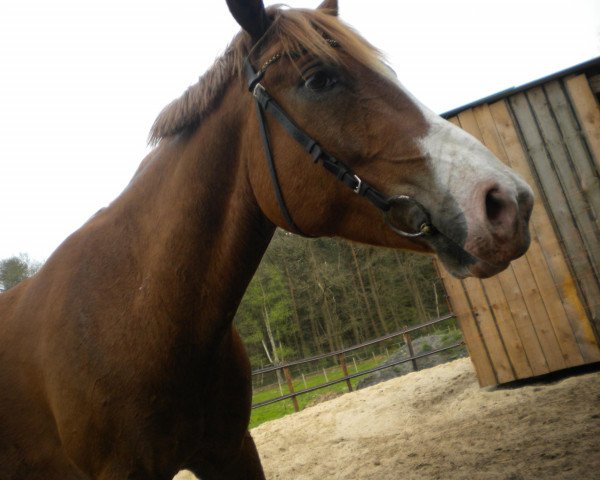 horse Nugget 50 (German Riding Pony,  , from Napoleon)