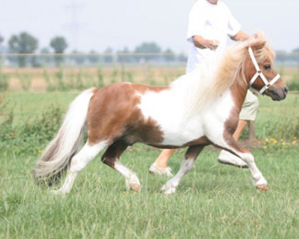Deckhengst Manolito van het Mallewegje (Shetland Pony (unter 87 cm), 1997, von Opal of Brindister) Deckhengst Manolito van het Mallewegje (Shetland Pony (unter 87 cm), 1997, von Opal of Brindister)