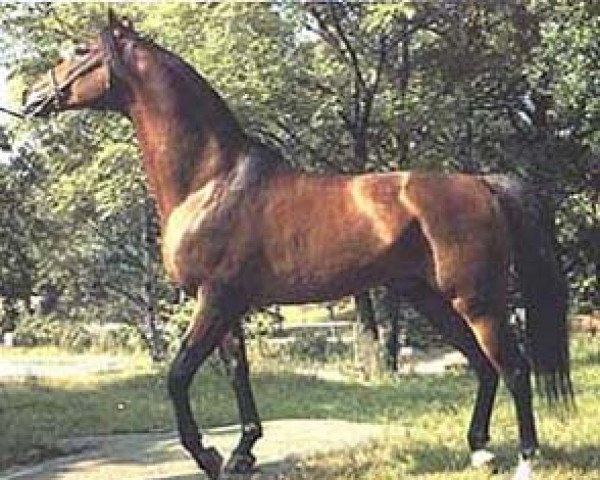 stallion Danser ox (Arabian purebred, 1974, from El Azrak ox) stallion Danser ox (Arabian purebred, 1974, from El Azrak ox)