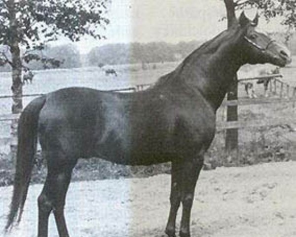 stallion Eunizar ox (Arabian purebred, 1969, from El Azrak ox)