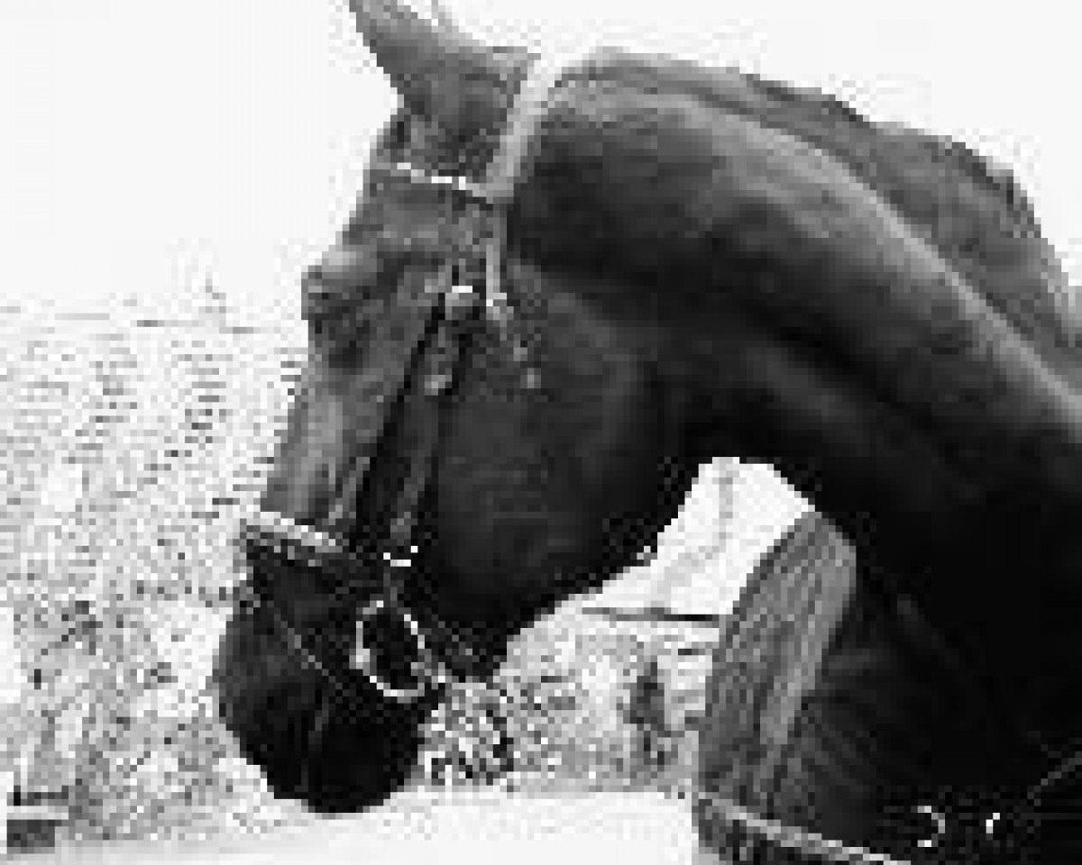 horse Romanow (German Warmblood, 1983, from Hortobagy 30)