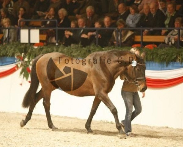 broodmare Calanda 12 (Holsteiner, 1991, from Calando I)