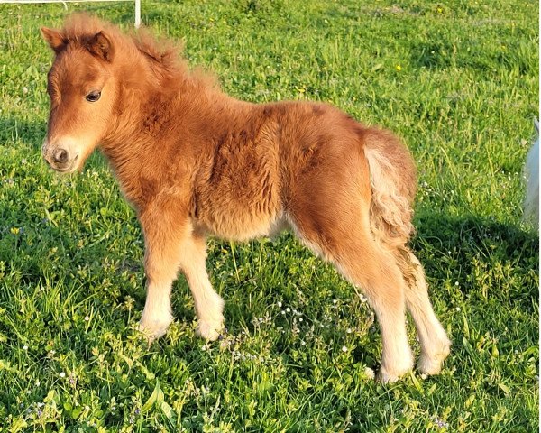 horse Isabella vom Burgblick (Shetland pony (under 87 cm), 2022, from Zirco van Polderka)