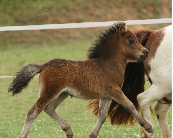 broodmare Valery vom Burgblick (Shetland pony (under 87 cm), 2022, from Hahns Piccolo Grande)