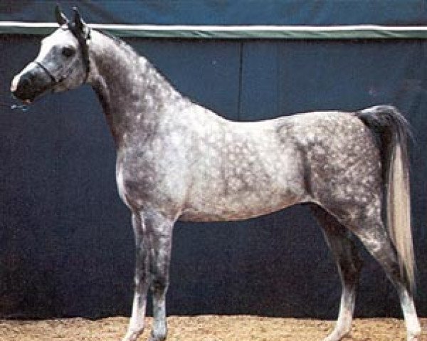 stallion Rusazcie ox (Arabian purebred, 1974, from Algier 1953 ox)