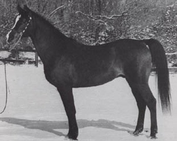 stallion Algier 1953 ox (Arabian purebred, 1953, from Wielki Szlem 1938 ox)