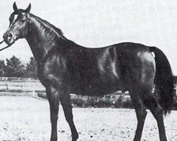 stallion Duch ox (Arabian purebred, 1950, from Wielki Szlem 1938 ox)