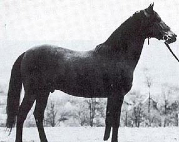 stallion Czardasz ox (Arabian purebred, 1949, from Wielki Szlem 1938 ox)