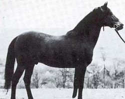 stallion Czardasz ox (Arabian purebred, 1949, from Wielki Szlem 1938 ox)