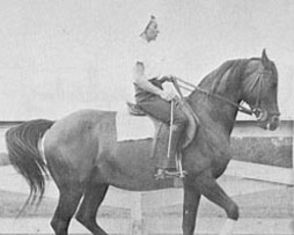 stallion El Mudir ox (Arabian purebred, 1955, from Wielki Szlem 1938 ox)