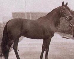 stallion Elfur ox (Arabian purebred, 1966, from Czort 1949 ox)