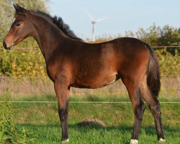 horse Vahimi vom Derkingshof (German Riding Pony, 2022, from VIP 2)