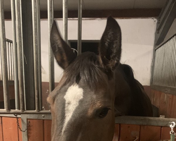 horse Julietta (polish noble half-breed, 2008, from Ars Vivendi)