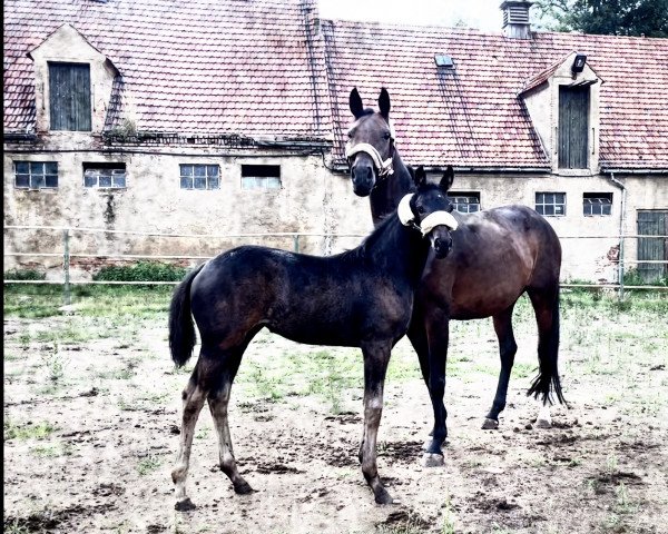 broodmare Quality’s Máxima (Westphalian, 2022, from Buddenbrock)