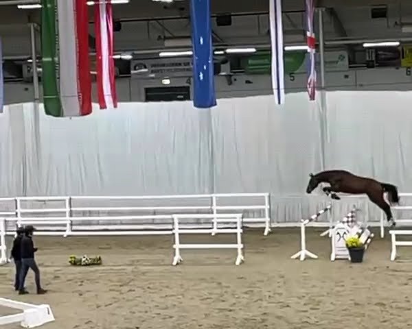 horse Junghengst (Hanoverian, 2020, from Chacfly PS)