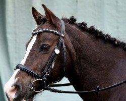 jumper Synod Ringo Star (Welsh-Cob (Sek. C), 2008, from Synod Apollo)