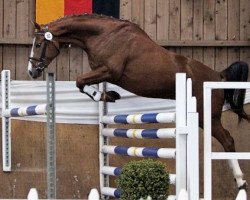 jumper Avalon M (Westphalian, 2006, from Armitage)