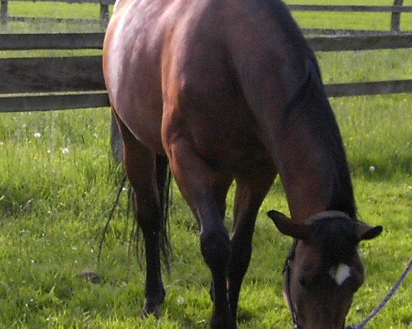 broodmare Arielle (Hessian Warmblood, 1995, from Alpenkoenig)