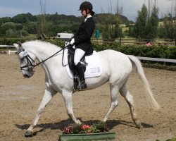 dressage horse Belinda 155 (Hanoverian, 2002, from Bergamon)