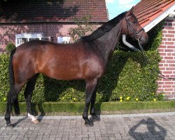 broodmare Amelie (Westphalian, 2001, from Arpeggio)