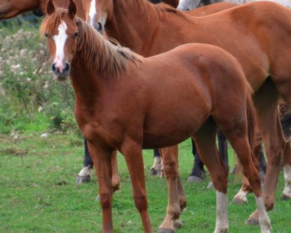 horse Edwina de chez nous (French Pony, 2014, from Uhland d' Aven)