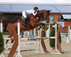 jumper Alors Miltoo vh Molenhof (Zangersheide riding horse, 2014, from Arko III)