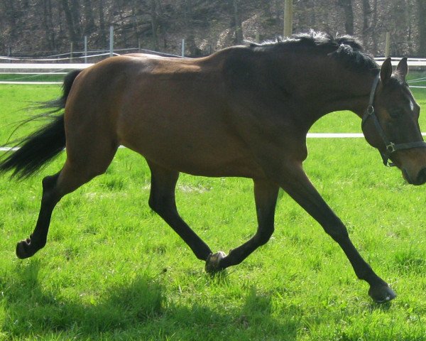 Dressurpferd Lucca 78 (Bayer, 2003, von Luberon)