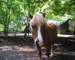 Dressurpferd Rico (Shetland Pony, 2018, von Flotos)
