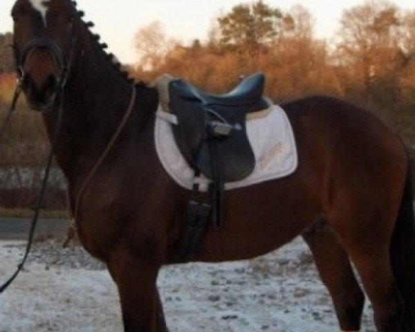 horse Anyhow (KWPN (Royal Dutch Sporthorse), 2005, from Krack C)