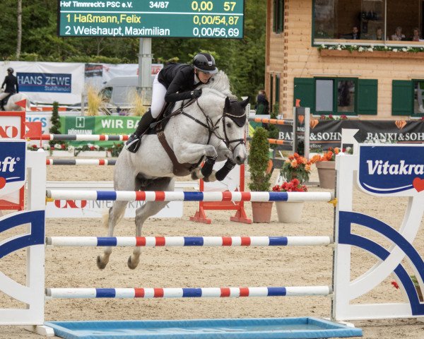 broodmare Chiara T (German Sport Horse, 2012, from Clarimo Ask)