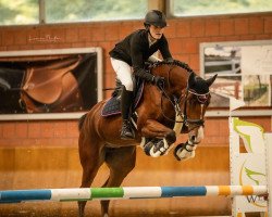 broodmare Gringa T (German Warmblood, 2016, from Ggn Grand Pilot)