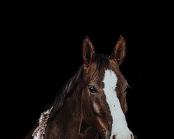 dressage horse Be My Love 3 (Westphalian, 2017, from Callaho's Benicio)