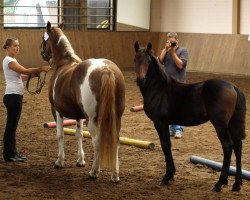 stallion Oscar (Pinto / Small Riding Horse, 2009, from Otje)