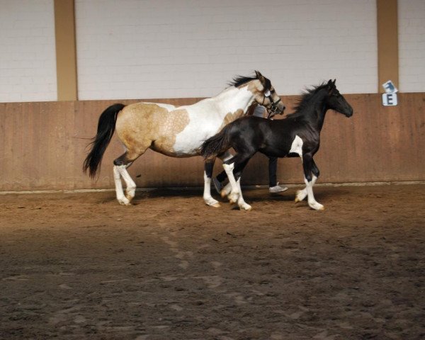 broodmare Amber (Pinto / Small Riding Horse, 2003, from Ashur Ibn Akino) broodmare Amber (Pinto / Small Riding Horse, 2003, from Ashur Ibn Akino)