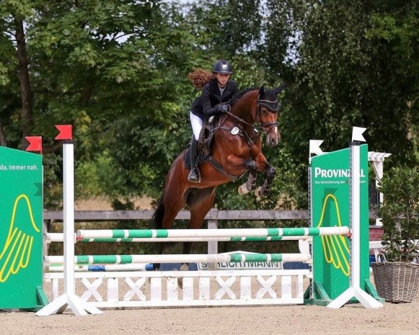 Springpferd Cadira S (Westfale, 2017, von Cavtat PKZ)